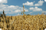 field-of-grains